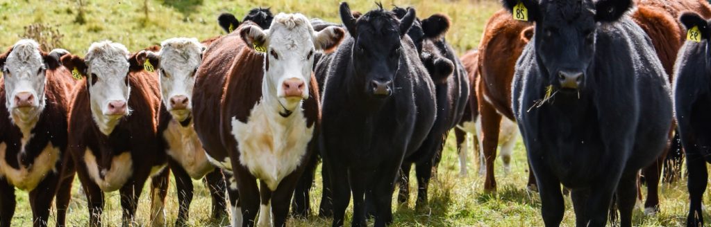 Dairy farmers encouraged to use superior beef genetics this spring