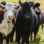 Dairy farmers encouraged to use superior beef genetics this spring