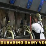 Dairy producers need to voice their opinions about proposed changes to FMMO, according to one expert