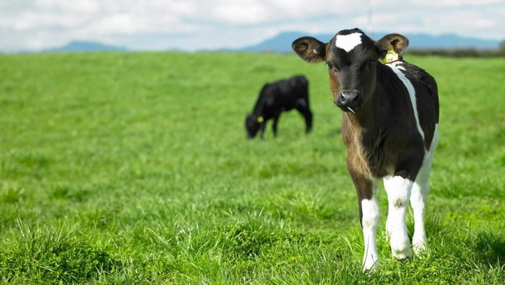 DairyNZ predicting better than anticipated season