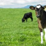 DairyNZ predicting better than anticipated season