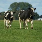 Data for Dairy Research to Guide Farmers in Their Sustainability Journey