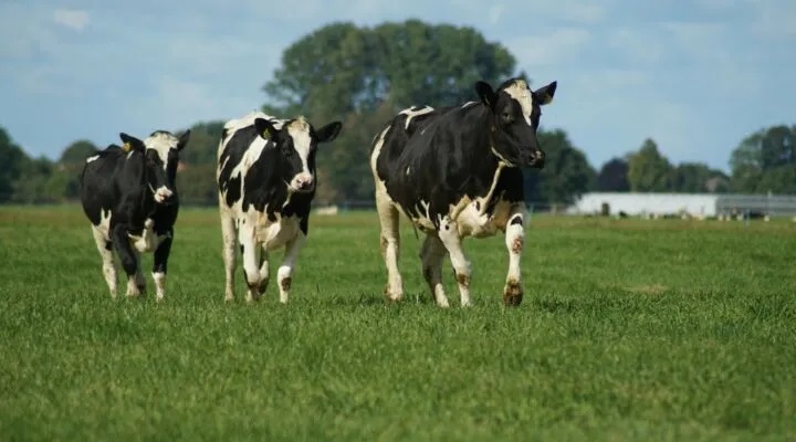 Data for Dairy Research to Guide Farmers in Their Sustainability Journey