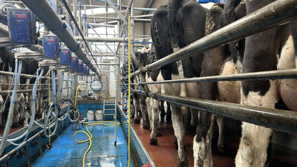 Does the milking interval have an effect on milk yield