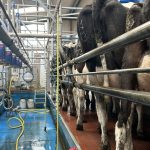 Does the milking interval have an effect on milk yield