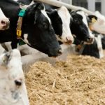 EU Dairy Exports Face Chinese Scrutiny Amid Trade