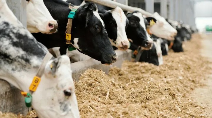 EU Dairy Exports Face Chinese Scrutiny Amid Trade