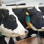 Expensive replacement cows will slow milk production growth