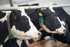 Expensive replacement cows will slow milk production growth