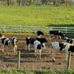 FARM 5.0 What Dairy Farmers Need to Know