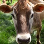 Fake cows ready for milking at state fairs as bird flu looms