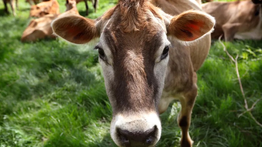 Fake cows ready for milking at state fairs as bird flu looms