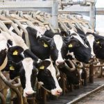 Farmgate milk prices lift to 43p litre as demand for dairy grows