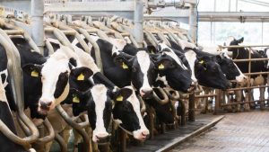 Farmgate milk prices lift to 43p litre as demand for dairy grows