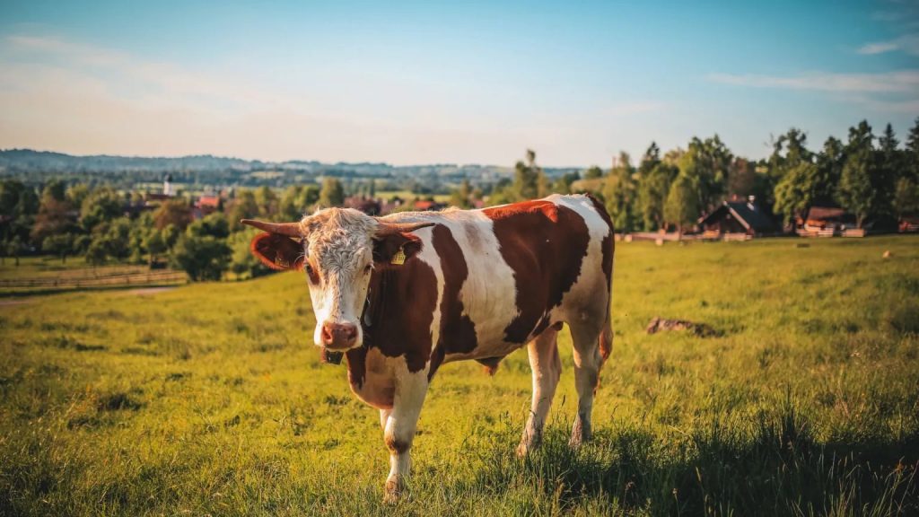 Fonterra x Nestlé Offer Extra Payment