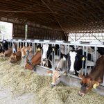 Houlton Farms Dairy to Stop Milk Production