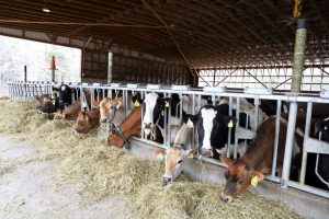 Houlton Farms Dairy to Stop Milk Production