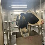 How analyzing cow burps could help New York scientists reduce dairy emissions