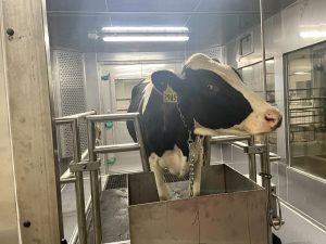 How analyzing cow burps could help New York scientists reduce dairy emissions