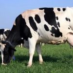 Learn Dairy Lactation From the Inside Out