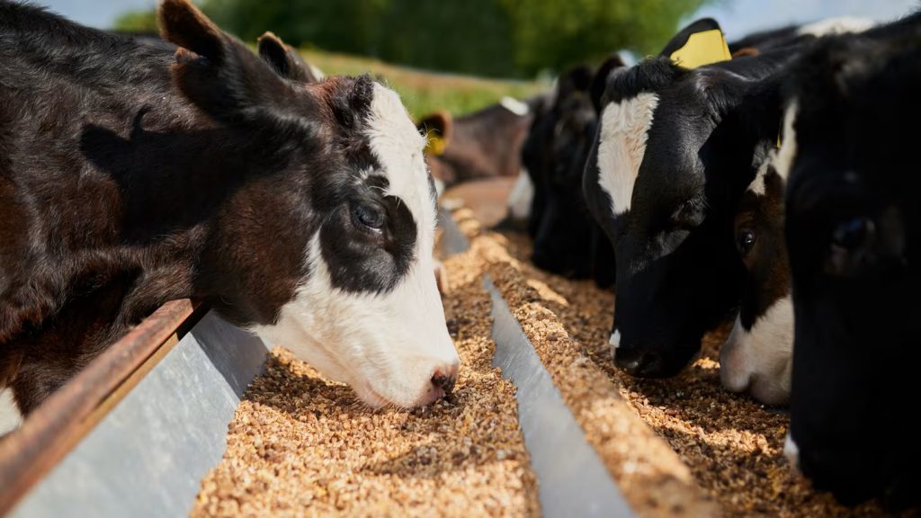 McConalogue ‘not concerned’ amid China investigation into dairy farmer subsidies