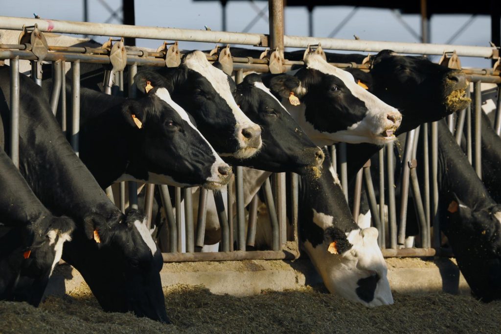 Milk Prices Move Higher as Bird Flu Strikes Central California