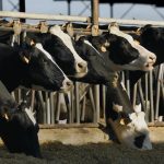 Milk Prices Move Higher as Bird Flu Strikes Central California