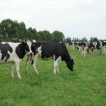 New directions for dairy heifer exports