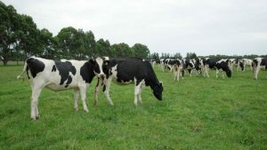 New directions for dairy heifer exports