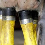 New research into antibiotic resistance on dairy farms