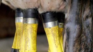 New research into antibiotic resistance on dairy farms