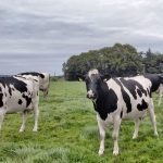 Proving high yielding cows can be grazed successfully in Co. Down