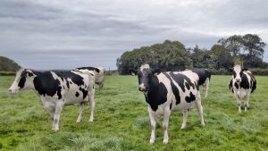 Proving high yielding cows can be grazed successfully in Co. Down