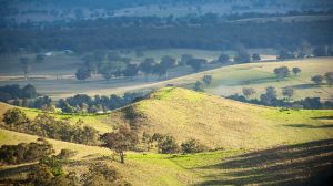 Rains lift Australian farm confidence, Rabobank survey shows