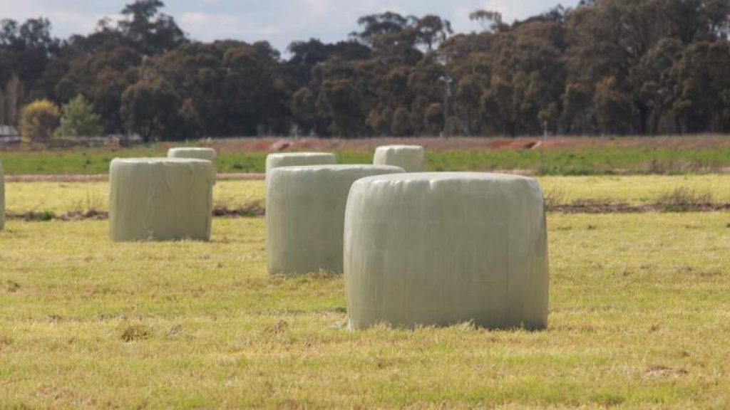 Silage stress is a never-ending story