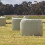 Silage stress is a never-ending story