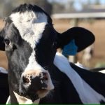 South Australian dairy Beston Global Food Company goes into voluntary administration