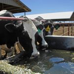 State Officials Announce 100 Negative Results for HPAI Testing in Dairy Herds