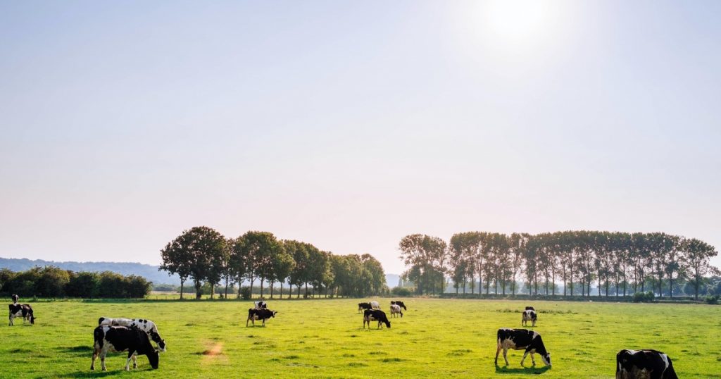 TasFarmers urges corporate responsibility as King Island Dairy faces uncertain future