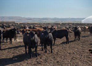 The Impact of Beef x Dairy Calves