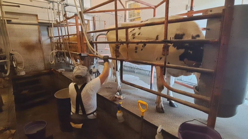 This small-scale dairy farm in Thomaston could inspire future farmers in Maine