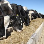 Dairy cows eating