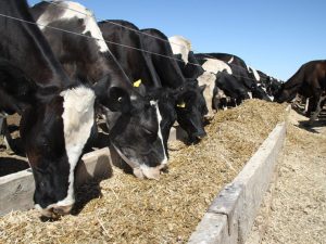 Dairy cows eating