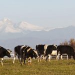 USDA accepting applications for expanded ELAP to help dairy producers offset milk loss due to H5N1