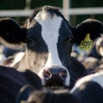 Welsh Dairy Stockperson of Year award seeks dedicated farmers