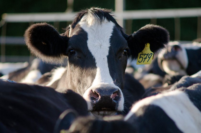 Welsh Dairy Stockperson of Year award seeks dedicated farmers