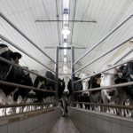 Winneshiek dairy drops expansion plan amid digester turmoil