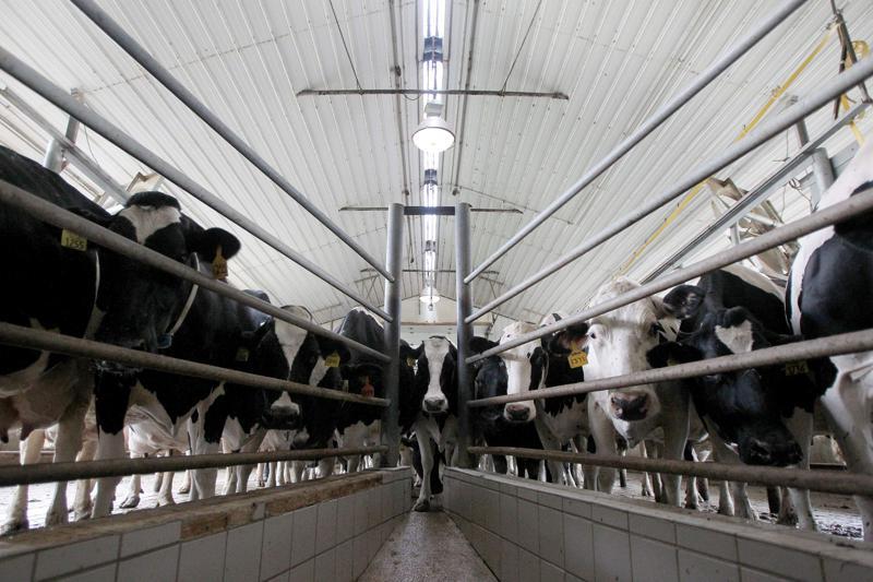 Winneshiek dairy drops expansion plan amid digester turmoil