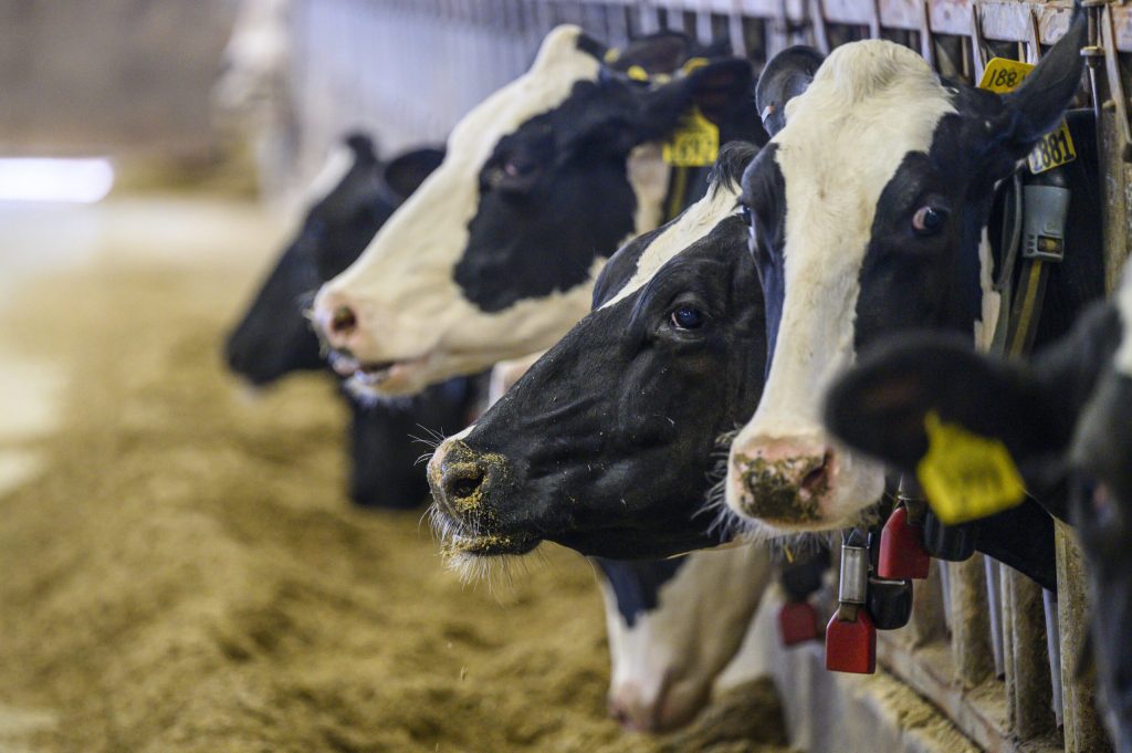 Wisconsin-farm-leaders-say-changes-to-national-milk-pricing-system-will-lead-to-bigger-losses