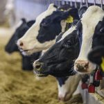 Wisconsin-farm-leaders-say-changes-to-national-milk-pricing-system-will-lead-to-bigger-losses, dairy